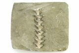 Archimedes Screw Bryozoan Fossil - Illinois #325656-1